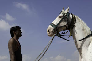 Inde, le cheval marwari