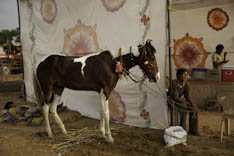 Inde - cheval Marwari - 11