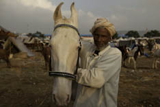 Inde - cheval Marwari - 12