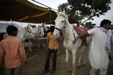 Inde - cheval Marwari - 15