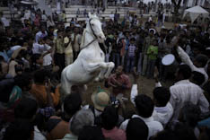 Inde - cheval Marwari - 19