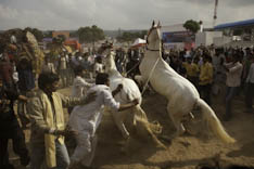 Inde - cheval Marwari - 31