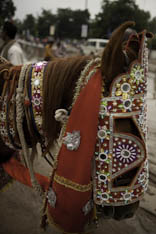 Inde - cheval Marwari - 40