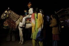 Inde - cheval Marwari - 60