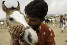 Inde - cheval Marwari - 9